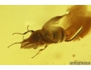 Two Wasps Hymenoptera Braconidae and Geoscelionidae Archaeoscelio filicornis Brues. Fossil inclusions Baltic amber #14385