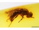 Rare Wasp Hymenoptera Crabronidae Fossil inclusion Baltic amber #14386