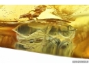 Rare Wasp Crabronidae and More. Fossil inclusions Ukrainian Rovno amber #14387R