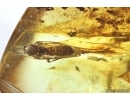 Rare Wasp Crabronidae and More. Fossil inclusions Ukrainian Rovno amber #14387R