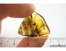Rare Wasp Crabronidae and More. Fossil inclusions Ukrainian Rovno amber #14387R