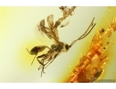 Nice Ichneumon Wasp Ichneumonidae. Fossil insect Ukrainian Rovno amber #14389R