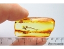 Nice Ichneumon Wasp Ichneumonidae. Fossil insect Ukrainian Rovno amber #14389R