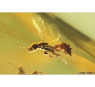 Flat Wasp Bethylidae and More. Fossil inclusions in Ukrainian Rovno amber #14390R