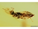 Flat Wasp Bethylidae and More. Fossil inclusions in Ukrainian Rovno amber #14390R