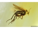 Flat Wasp Bethylidae and More. Fossil inclusions in Ukrainian Rovno amber #14390R