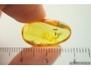 Flat Wasp Bethylidae and More. Fossil inclusions in Ukrainian Rovno amber #14390R