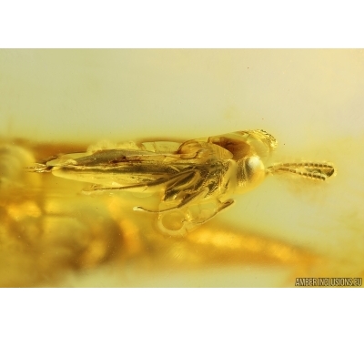 Parasitic Wasp Platygastroidea Scelionidae and More. Fossil inclusions Ukrainian Rovno amber #14391R