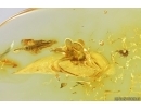 Parasitic Wasp Platygastroidea Scelionidae and More. Fossil inclusions Ukrainian Rovno amber #14391R
