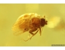 Parasitic Wasp Platygastroidea Scelionidae and More. Fossil inclusions Ukrainian Rovno amber #14391R