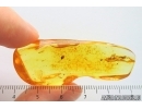 Parasitic Wasp Platygastroidea Scelionidae and More. Fossil inclusions Ukrainian Rovno amber #14391R