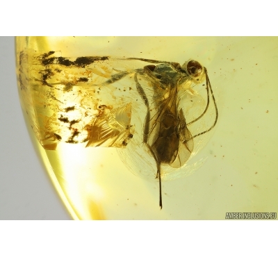 Wasp Ichneumonidae and Spider web. Fossil insect Ukrainian Rovno amber #14392R