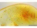 Wasp Ichneumonidae and Spider web. Fossil insect Ukrainian Rovno amber #14392R