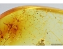 Wasp Ichneumonidae and Spider web. Fossil insect Ukrainian Rovno amber #14392R