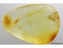 Wasp Ichneumonidae and Spider web. Fossil insect Ukrainian Rovno amber #14392R