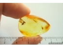 Wasp Ichneumonidae and Spider web. Fossil insect Ukrainian Rovno amber #14392R