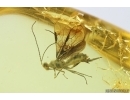 Hymenoptera Braconidae Wasp. Fossil inclusion Ukrainian Rovno amber #14393R