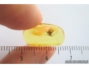Hymenoptera Braconidae Wasp. Fossil inclusion Ukrainian Rovno amber #14393R