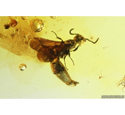 Rare Wasp Scolebythidae Pristapenesia primaeva Brues. Fossil inclusions Ukrainian Rovno amber #14394R