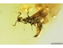 Rare Wasp Scolebythidae Pristapenesia primaeva Brues. Fossil inclusions Ukrainian Rovno amber #14394R