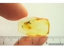 Rare Wasp Scolebythidae Pristapenesia primaeva Brues. Fossil inclusions Ukrainian Rovno amber #14394R