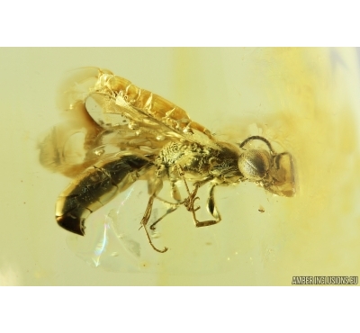 Rare Wasp Crabronidae. Fossil inclusion Ukrainian Rovno amber #14395R