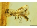 Rare Wasp Crabronidae. Fossil inclusion Ukrainian Rovno amber #14395R