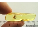 Rare Wasp Crabronidae. Fossil inclusion Ukrainian Rovno amber #14395R
