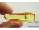 Rare Wasp Crabronidae. Fossil inclusion Ukrainian Rovno amber #14395R