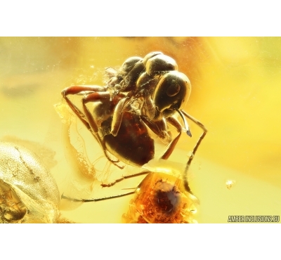 Ant Formicidae Formica gustawi and Beetle Fragment. Fossil inclusions Ukrainian Rovno amber #14396