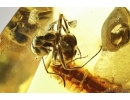 Ant Formicidae Formica gustawi and Beetle Fragment. Fossil inclusions Ukrainian Rovno amber #14396