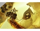 Ant Formicidae Formica gustawi and Beetle Fragment. Fossil inclusions Ukrainian Rovno amber #14396
