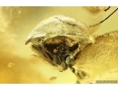 Ant Formicidae Formica gustawi and Beetle Fragment. Fossil inclusions Ukrainian Rovno amber #14396