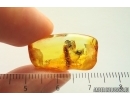 Ant Formicidae Formica gustawi and Beetle Fragment. Fossil inclusions Ukrainian Rovno amber #14396