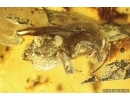 Very nice Rare Big 12mm Honey Bee Apoidea. Fossil insect in Ukrainian Rovno amber stone #14397R