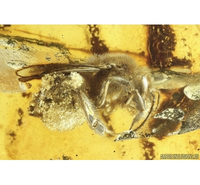 Very nice Rare Big 12mm Honey Bee Apoidea. Fossil insect in Ukrainian Rovno amber stone #14397R
