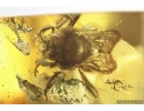 Very nice Rare Big 12mm Honey Bee Apoidea. Fossil insect in Ukrainian Rovno amber stone #14397R