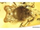 Very nice Rare Big 12mm Honey Bee Apoidea. Fossil insect in Ukrainian Rovno amber stone #14397R