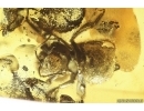 Very nice Rare Big 12mm Honey Bee Apoidea. Fossil insect in Ukrainian Rovno amber stone #14397R