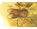 Very nice Rare Big 12mm Honey Bee Apoidea. Fossil insect in Ukrainian Rovno amber stone #14397R