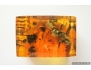 Very nice Rare Big 12mm Honey Bee Apoidea. Fossil insect in Ukrainian Rovno amber stone #14397R
