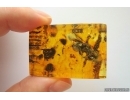 Very nice Rare Big 12mm Honey Bee Apoidea. Fossil insect in Ukrainian Rovno amber stone #14397R