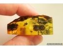 Very nice Rare Big 12mm Honey Bee Apoidea. Fossil insect in Ukrainian Rovno amber stone #14397R