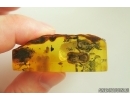 Very nice Rare Big 12mm Honey Bee Apoidea. Fossil insect in Ukrainian Rovno amber stone #14397R