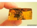 Very nice Rare Big 12mm Honey Bee Apoidea. Fossil insect in Ukrainian Rovno amber stone #14397R