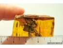 Very nice Rare Big 12mm Honey Bee Apoidea. Fossil insect in Ukrainian Rovno amber stone #14397R
