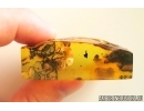 Very nice Rare Big 12mm Honey Bee Apoidea. Fossil insect in Ukrainian Rovno amber stone #14397R
