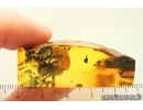 Very nice Rare Big 12mm Honey Bee Apoidea. Fossil insect in Ukrainian Rovno amber stone #14397R