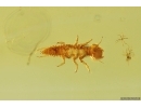 Rare Aquatic Beetle Larva, Coleoptera. Fossil inclusion Baltic amber #14398