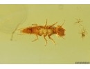 Rare Aquatic Beetle Larva, Coleoptera. Fossil inclusion Baltic amber #14398